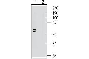 Western blot analysis of human SH-SY5Y neuroblastoma cell line lysate:1.
