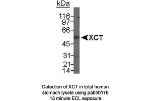 Image no. 1 for anti-Solute Carrier Family 7, (Cationic Amino Acid Transporter, Y+ System) Member 11 (SLC7A11) (N-Term) antibody (ABIN363485) (SLC7A11 antibody  (N-Term))