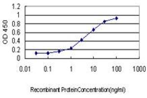 Detection limit for recombinant GST tagged YWHAG is approximately 0. (14-3-3 gamma antibody  (AA 67-166))