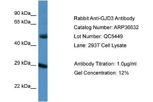 Gap Junction Protein, delta 3, 31.9kDa (GJD3) (C-Term) anticorps