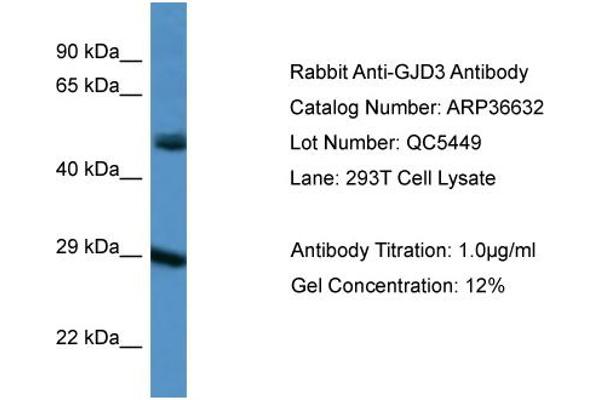 Gap Junction Protein, delta 3, 31.9kDa (GJD3) (C-Term) anticorps