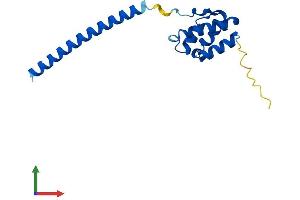 AlphaFold protein structure predicition of Human Recombinant LDOC1 Protein, UniprotID O95751 (LDOC1 Protein (AA 1-146) (His tag))