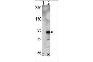 Western blot analysis of EphA5 (arrow) using rabbit polyclonal EphA5 Antibody.