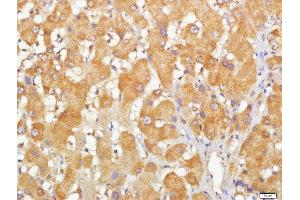 CCDC69 antibody  (AA 41-140)