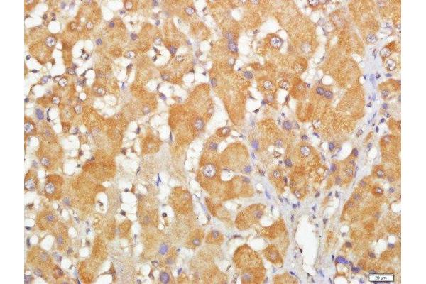 CCDC69 antibody  (AA 41-140)