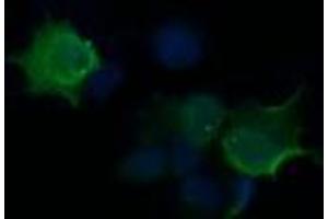 Image no. 2 for anti-HRas proto-oncogene, GTPase (HRAS) antibody (ABIN1498717) (HRAS antibody)