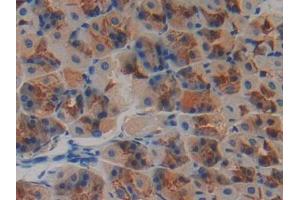 DAB staining on IHC-P; Samples: Mouse Stomach Tissue (Neurotrophin 4 antibody  (AA 80-209))