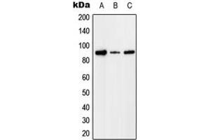 Western blot analysis of Factor I expression in HEK293T (A), Raw264. (Factor I antibody  (Center))