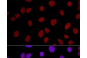 Confocal immunofluorescence analysis of U2OS cells using XRCC5 Polyclonal Antibody at dilution of 1:100. (XRCC5 antibody)