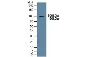Figure. (TLR3 antibody  (AA 404-532))