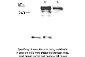 Image no. 2 for anti-Neurofibromin 1 (NF1) (N-Term) antibody (ABIN363208)