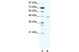 Western Blotting (WB) image for anti-C-terminal Binding Protein 1 (CTBP1) antibody (ABIN2460479) (CTBP1 antibody)