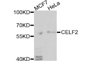 Western blot analysis of extracts of various cell lines, using CELF2 antibody (ABIN1877045) at 1:1000 dilution. (CELF2 antibody)