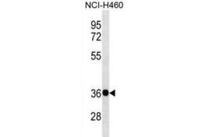 Western Blotting (WB) image for anti-Guanine Nucleotide Binding Protein (G Protein), beta Polypeptide 4 (GNB4) antibody (ABIN3000712) (GNB4 antibody)