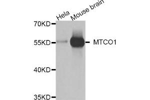 Western blot analysis of extracts of various cells, using COX1 antibody. (COX1 antibody)