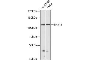 Western blot analysis of extracts of various cell lines, using SNX13 antibody (ABIN6129554, ABIN6148236, ABIN6148237 and ABIN6216585) at 1:3000 dilution. (SNX13 antibody  (AA 50-230))
