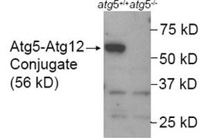 Western blot analysis of ATG5 in mouse wildtype ES cell lysate (Lane 1) using ATG5 polyclonal antibody . (ATG5 antibody  (AA 1-50))