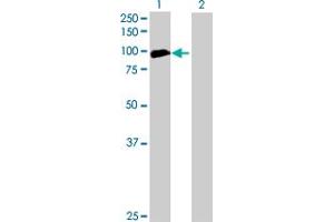 Western Blot analysis of ANKRD5 expression in transfected 293T cell line by ANKRD5 MaxPab polyclonal antibody. (ANKRD5 antibody  (AA 1-776))