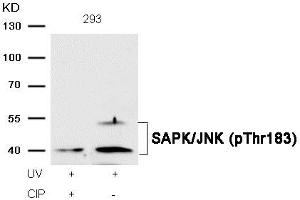 Western blot analysis of extracts from 293 cells, treated with UV or calf intestinal phosphatase (CIP), using SAPK/JNK (Phospho-Thr183) Antibody. (MAPK9/MAPK1 (pThr183) antibody)