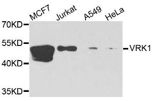 Western blot analysis of extracts of various cell lines, using VRK1 antibody. (VRK1 antibody  (AA 257-396))