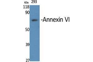 Western Blot (WB) analysis of specific cells using Annexin VI Polyclonal Antibody. (ANXA6 antibody  (N-Term))