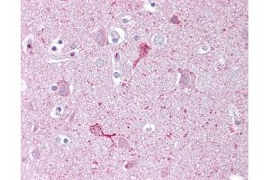 Anti-EGR3 antibody IHC of human brain, cortex. (EGR3 antibody  (C-Term))