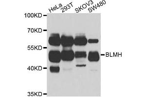 Western blot analysis of extracts of various cell lines, using BLMH antibody. (BLMH antibody)