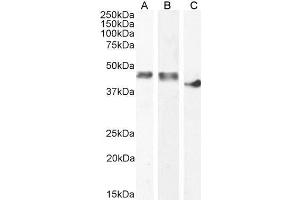 ABIN1590065 (0. (CKM antibody  (AA 258-270))