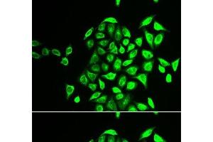 Immunofluorescence analysis of U2OS cells using NAPG Polyclonal Antibody (NAPG antibody)