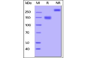 Human VEGF R3, Fc Tag on  under reducing (R) and ing (NR) conditions. (FLT4 Protein (AA 25-776) (Fc Tag))