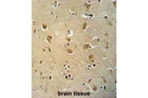 WWC3 antibody (C-term) immunohistochemistry analysis in formalin fixed and paraffin embedded human brain tissue followed by peroxidase conjugation of the secondary antibody and DAB staining. (WWC3 antibody  (C-Term))