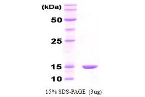 SDS-PAGE (SDS) image for Co-Chaperonin GroES (GroES) protein (ABIN666826) (GroES Protein)
