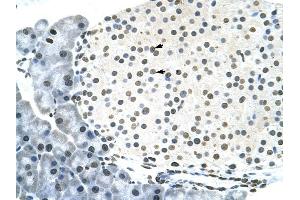 RNF6 antibody was used for immunohistochemistry at a concentration of 4-8 ug/ml to stain Pancreas islet cell (arrows) in Mouse Pancreas.