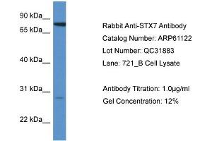 Western Blotting (WB) image for anti-Syntaxin 7 (STX7) (N-Term) antibody (ABIN2788683) (Syntaxin 7 antibody  (N-Term))