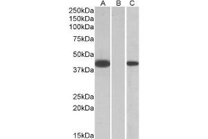 HEK293 lysate (10ug protein in RIPA buffer) overexpressing Human FANCF with C-terminal MYC tag probed with ABIN571187 (1ug/ml) in Lane A and probed with anti-MYC Tag (1/1000) in lane C. (FANCF antibody  (AA 217-228))