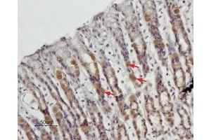 Expression of STIM1 in rat stomach - Immunohistochemical staining of paraffin embedded rat stomach sections using Anti-STIM1 (extracellular) Antibody (ABIN7043781, ABIN7044026 and ABIN7044027), (1:100). (STIM1 antibody  (Extracellular, N-Term))