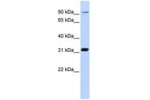 Image no. 1 for anti-Cyclin M4 (CNNM4) (C-Term) antibody (ABIN6741059) (CNNM4 antibody  (C-Term))