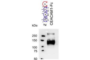 Western Blotting (WB) image for anti-Carcinoembryonic Antigen-Related Cell Adhesion Molecule 1 (CEACAM1) antibody (ABIN614760) (CEACAM1 antibody)