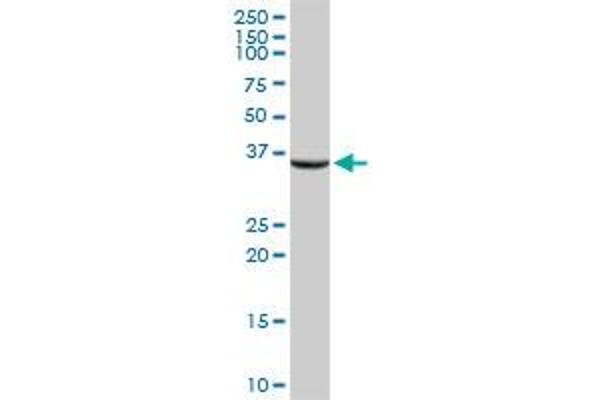 ASPA antibody  (AA 1-313)