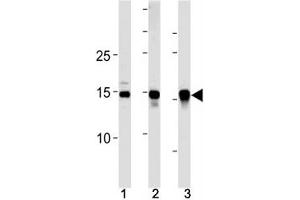 SUMO2/3 antibody western blot analysis in (10 U251 cells, (2)  mouse liver and (3) rat liver lysate. (SUMO2/3 antibody  (AA 49-81))
