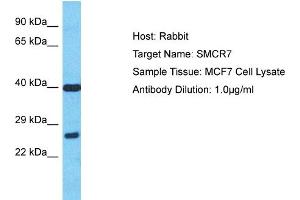 Host: Rabbit Target Name: SMCR7 Sample Type: MCF7 Whole Cell lysates Antibody Dilution: 1.