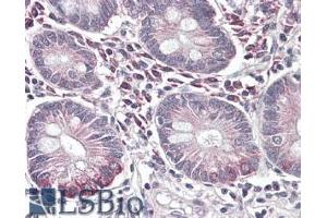 ABIN570685 (3. (SLC10A2 antibody  (C-Term))