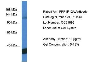 Western Blotting (WB) image for anti-Myosin Phosphatase, Target Subunit 1 (PPP1R12A) (C-Term) antibody (ABIN2774306) (PPP1R12A antibody  (C-Term))