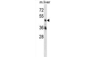 Western Blotting (WB) image for anti-Cyclin-Dependent Kinase 18 (CDK18) antibody (ABIN2998367)