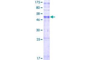 Image no. 1 for Olfactory Receptor, Family 2, Subfamily T, Member 8 (OR2T8) (AA 1-312) protein (GST tag) (ABIN1313515) (OR2T8 Protein (AA 1-312) (GST tag))