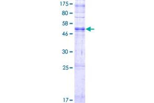 OR2T8 Protein (AA 1-312) (GST tag)