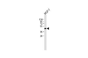 All lanes : Anti-TSABIN486223 and ABIN1535604 Antibody (N-term) at 1:1000 dilution Lane 1: MCF-7 whole cell lysate Lysates/proteins at 20 μg per lane. (TSG101 antibody  (N-Term))