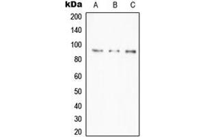 Western blot analysis of A20 expression in HeLa (A), Daudi (B), RAW264. (IGKV1-27 antibody  (Center))