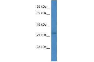 Host:  Rabbit  Target Name:  RRM2B  Sample Type:  293T Whole cell lysates  Antibody Dilution:  1.