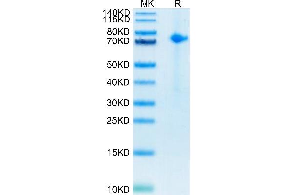 Notch1 Protein (His-Avi Tag,Biotin)